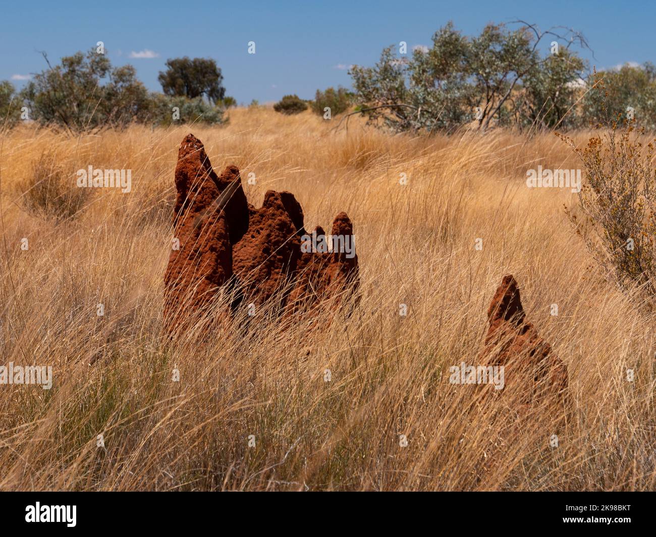 Monticules de termites dans le territoire du Nord, Australie. Banque D'Images
