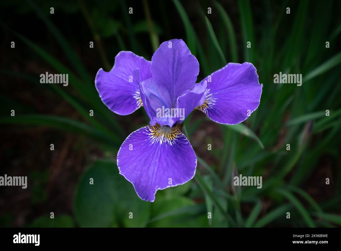 Une fleur unique de l'iris avec un soleil doux qui brille sur les pétales. La fleur de couleur violet ou violet a le blanc et le jaune au centre. Banque D'Images