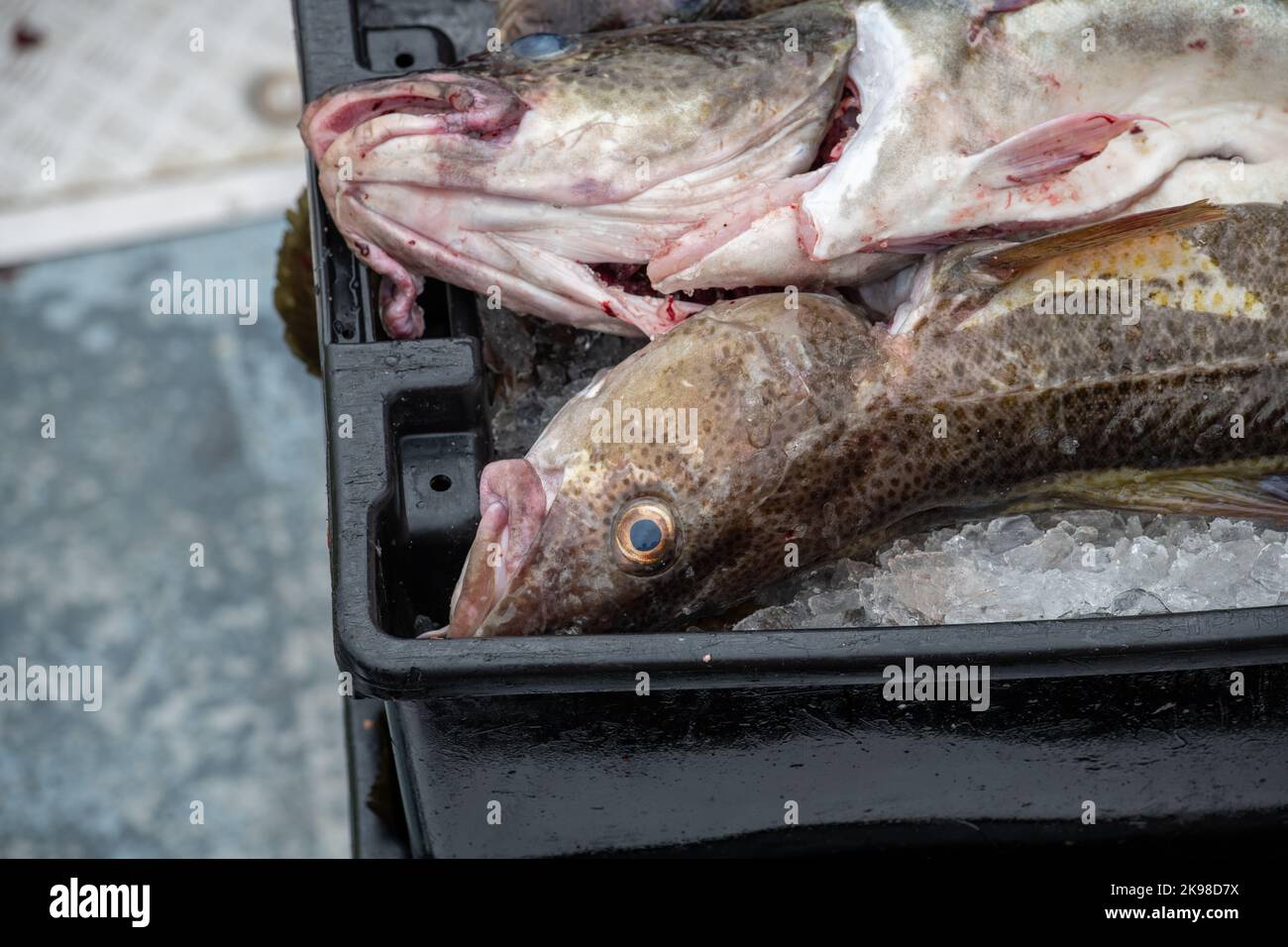 Grand morue de l'Atlantique fraîchement pêché dans des seaux de poisson en plastique noir se préparant pour le traitement. Le poisson de morue blanc frais est épais au milieu et pond Banque D'Images