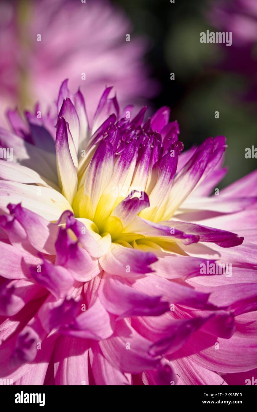 Une photo en gros plan de la partie centrale d'une fleur de dalhia violette et blanche à Spokane, Washington. Banque D'Images