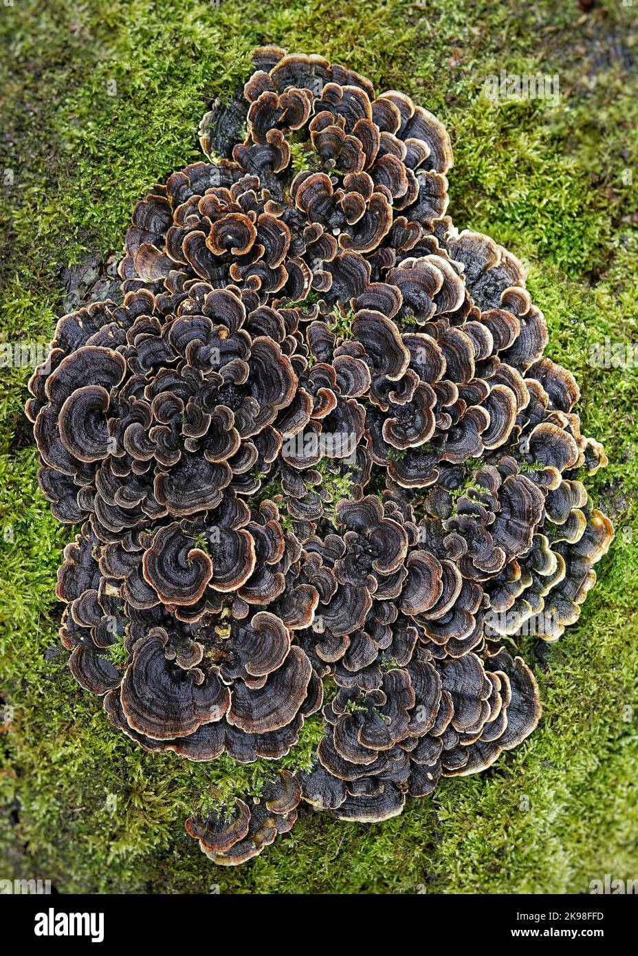 Le champignon de la queue de dinde, Trametes ou coriolus versicolor, renommé en médecine contemporaine pour ses propriétés curatives et anticancéreuses. Banque D'Images