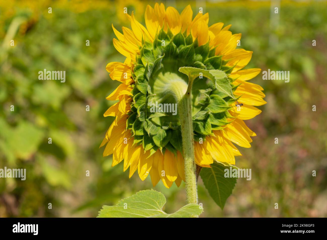 Un grand tournesol s'étire vers le soleil dans un ciel bleu. Il y a une petite mouche sur l'une des pédales de la fleur. Les pétales et les tiges sont jaunes. Banque D'Images