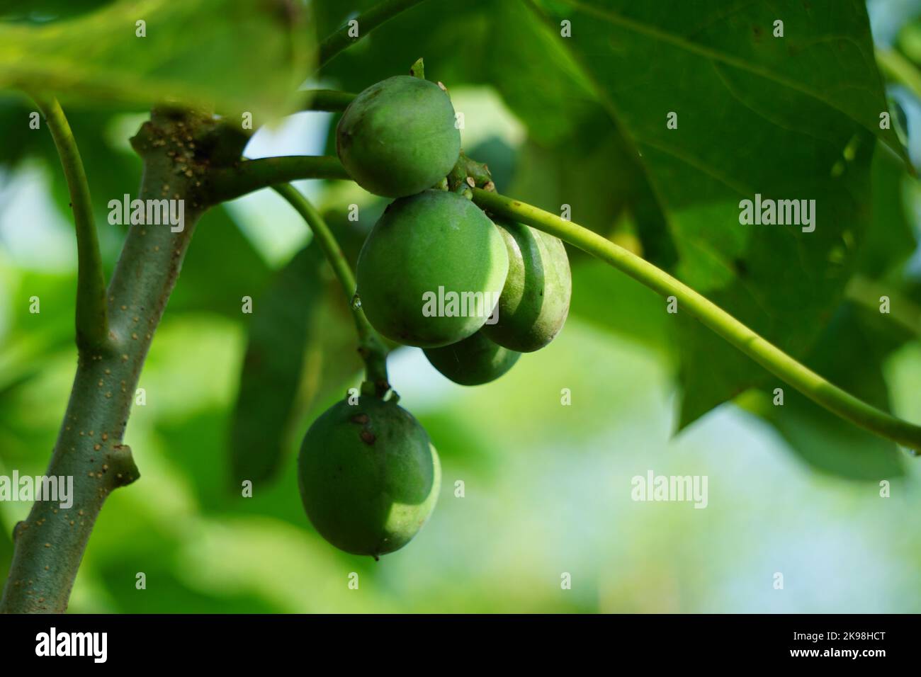 Le fruit des fruits Jatropha curcas. Indonésien utilisez le latex pour arrêter le saignement Banque D'Images