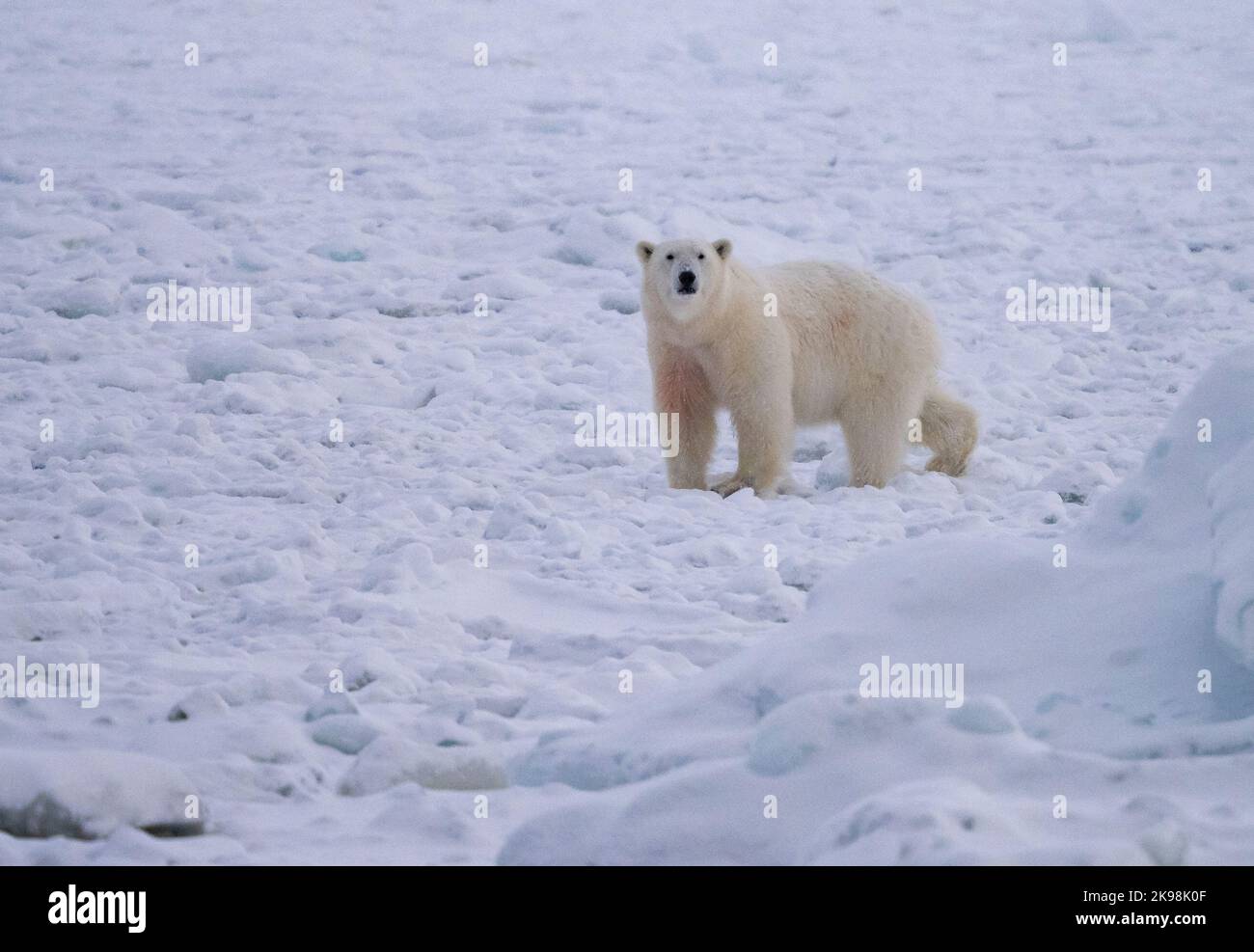 Ours polaire (Ursus maritimus) marchant sur la glace gelée du fjord Banque D'Images