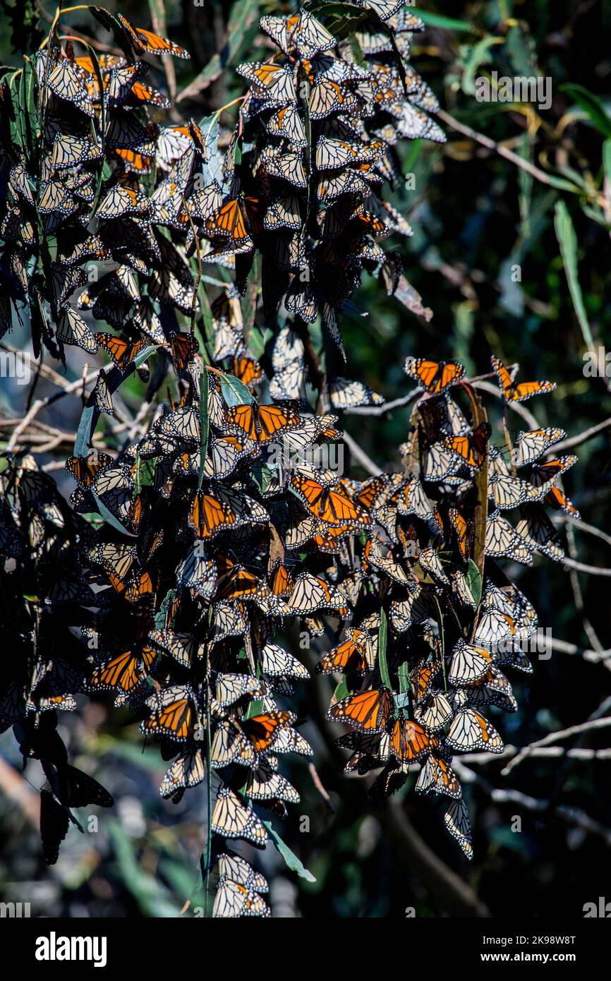 Le monarque (Danaus plexippus) hivernant dans les eucalyptus au Monarch Butterfly Grove Pismo Beach en Californie au cours de la migration. Banque D'Images Le monarque (Danaus plexippus) hivernant dans les eucalyptus au Monarch Butterfly Grove Pismo Beach en Californie au cours de la migration. Banque D'Images