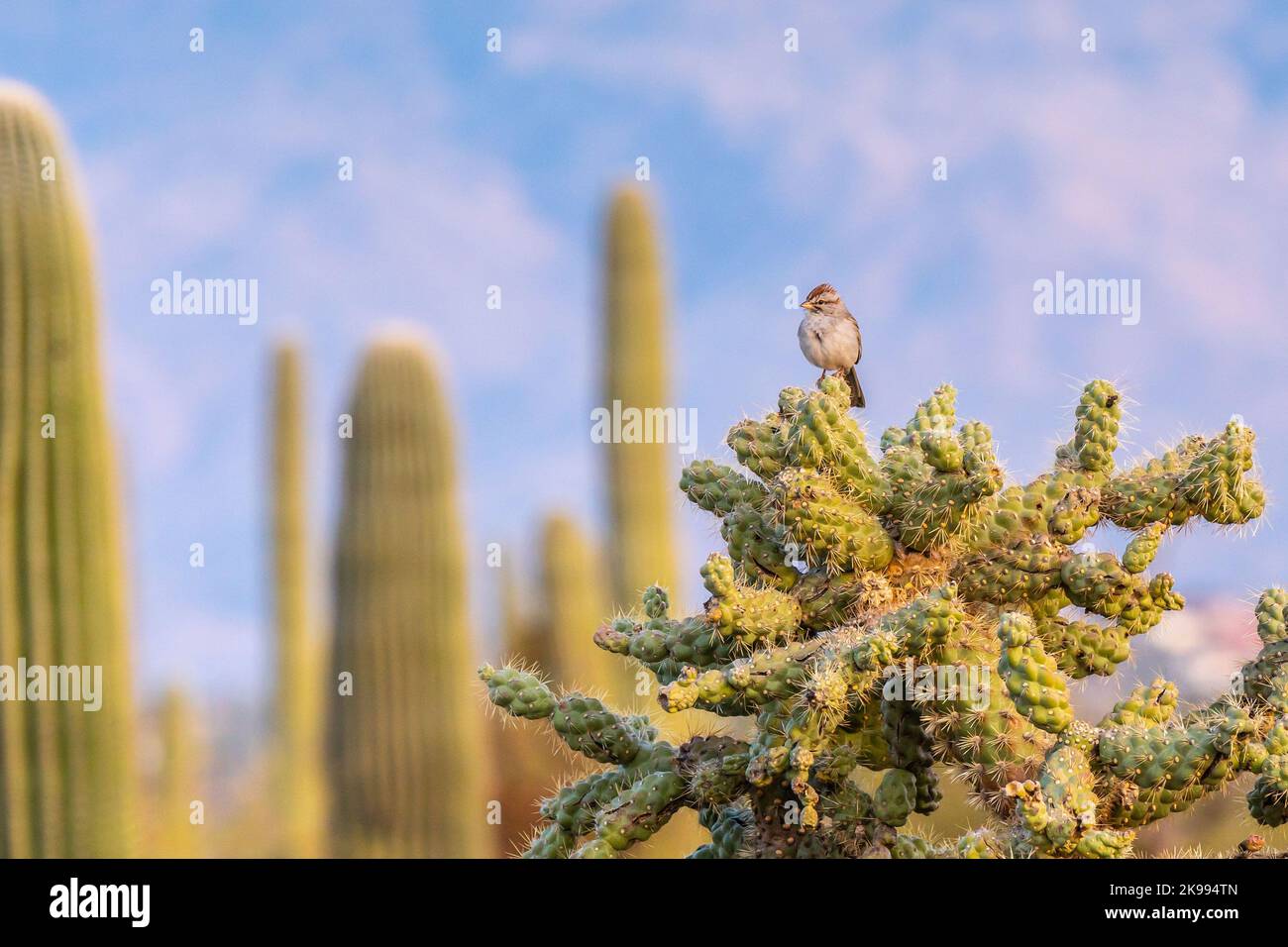 Un Bruant à ailes rufous à Tucson, Arizona Banque D'Images