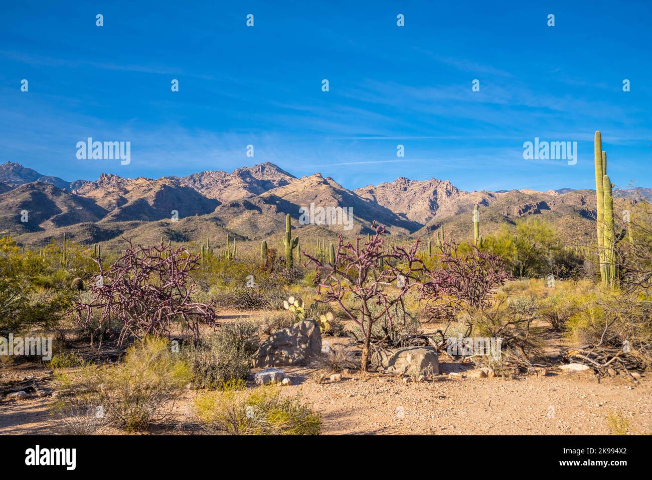 Vue sur Tucson, Arizona Banque D'Images