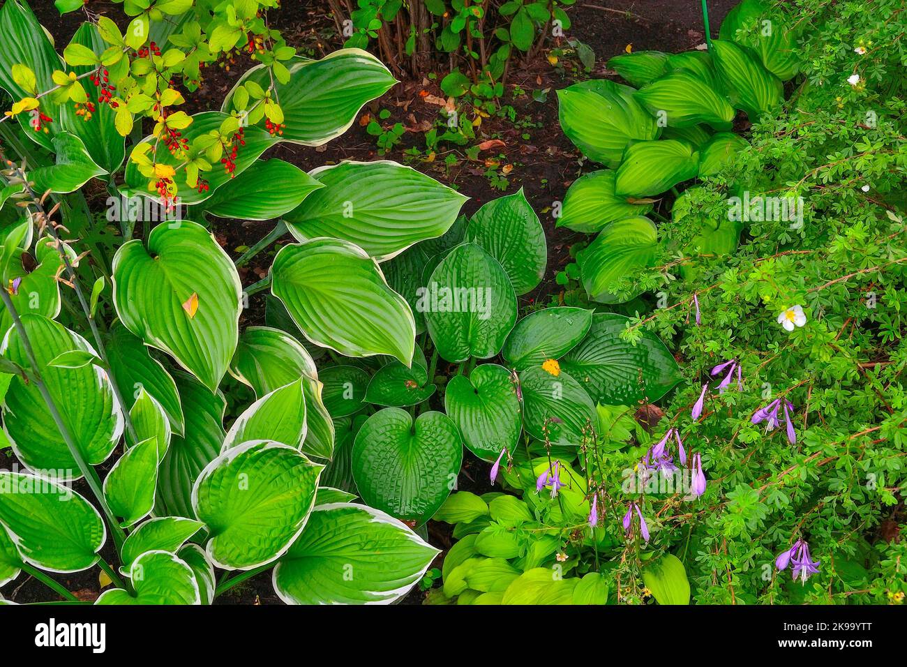 Un coin confortable du jardin d'automne avec diverses plantes ornementales: branche de barberry avec baies rouges, différentes variétés d'hostas, Shrubby Cinquef Banque D'Images