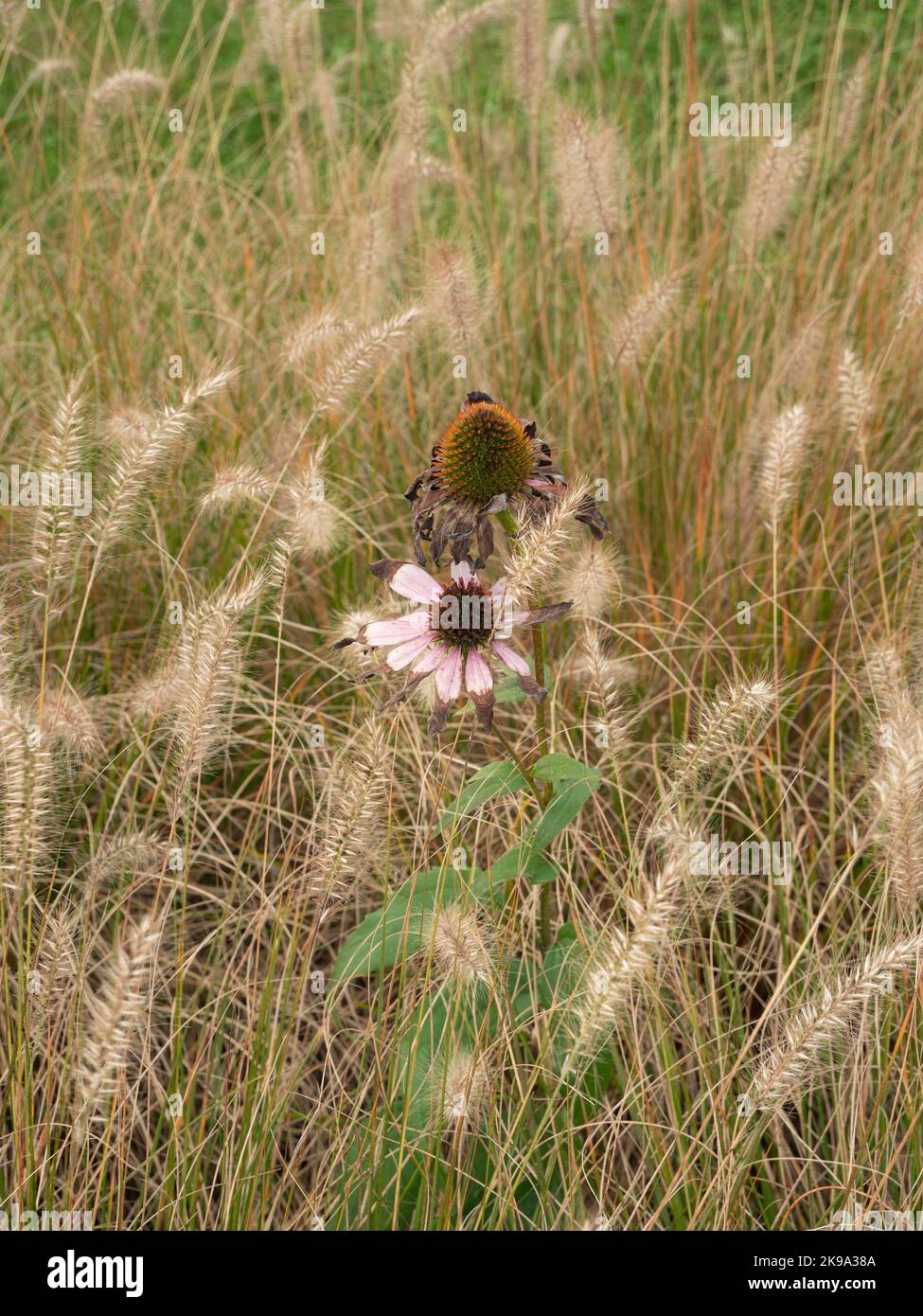 Deux fleurs altérées en automne entre une pile d'herbe sèche et un éclat de vert entre les deux Banque D'Images