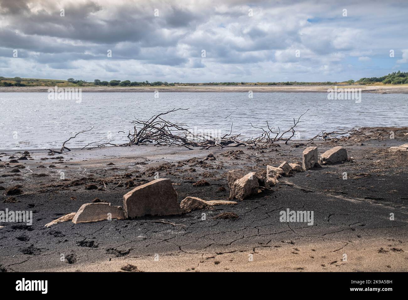 Les conditions de sécheresse et les niveaux d'eau en recul exposent les restes d'un vieux mur et d'arbres morts squelettiques au réservoir du lac Colliford, sur Bodmin Moor In Banque D'Images