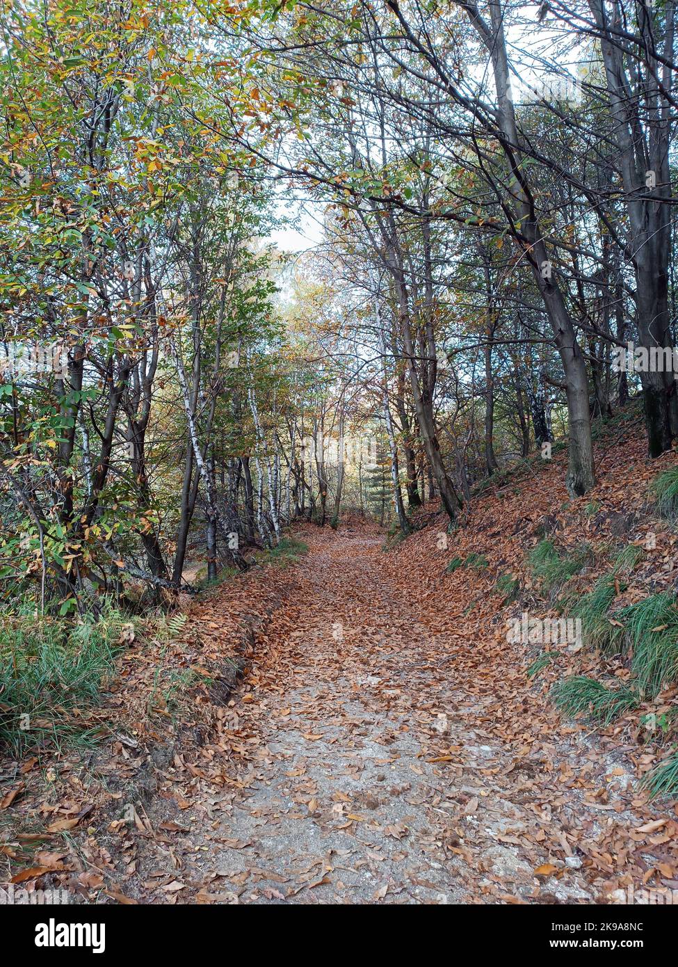 Forêt épaisse en automne - coeur de la forêt - au-dessus de la ville de Pella, Lac Orta, Italie. Aucune personne n'est visible. Banque D'Images