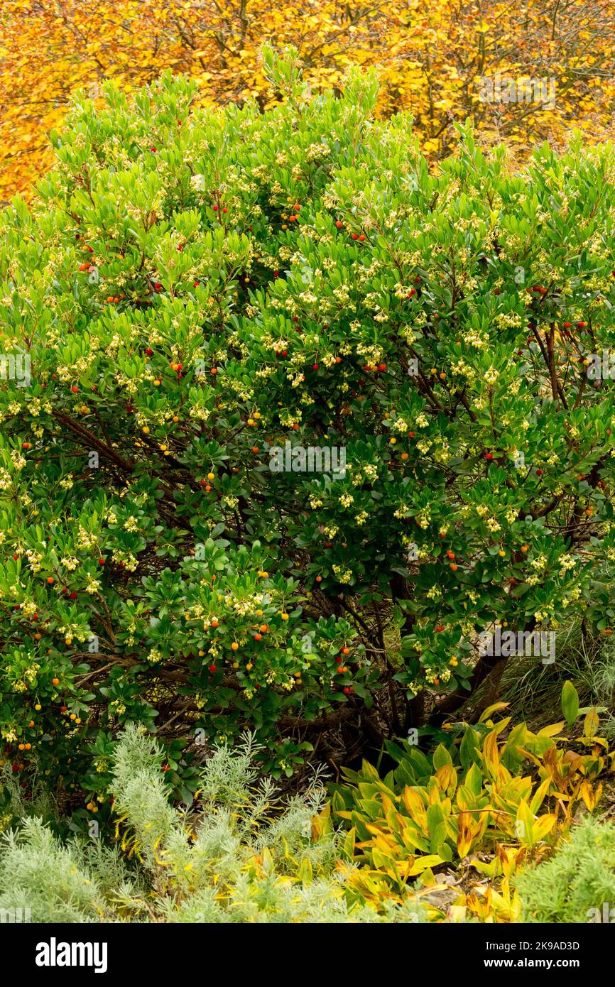 Automne, Arbutus unedo, Killarney Strawberry Tree, arbuste Banque D'Images