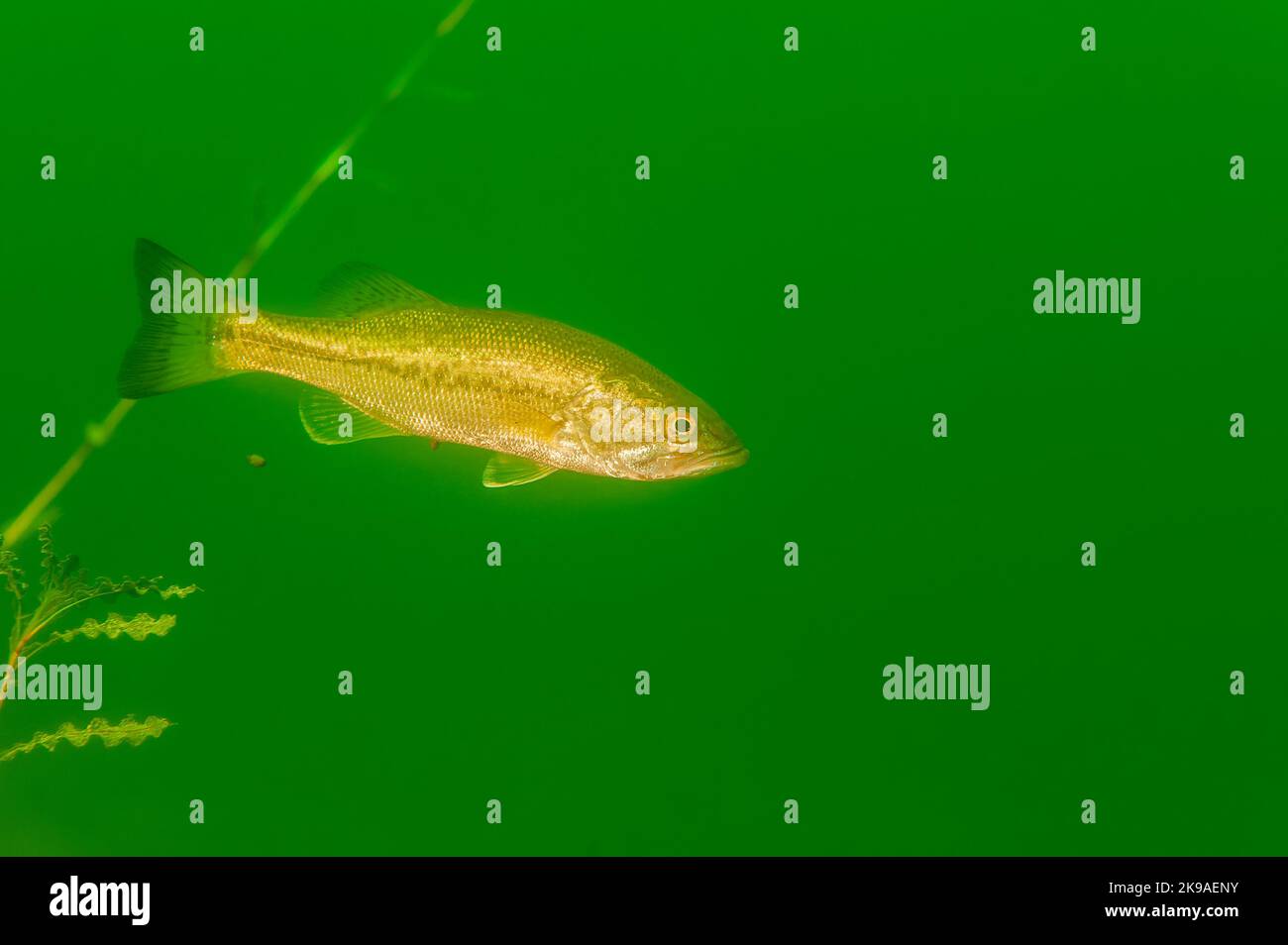 Achigan à petite bouche nageant dans un lac intérieur du Michigan. micropterus dolomieu Banque D'Images