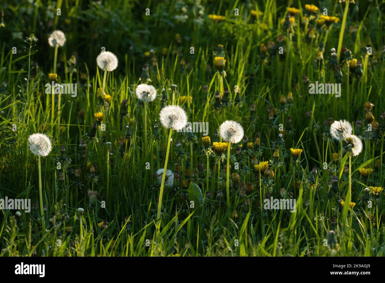 Balles rondes blanches et moelleuses de graines de Dandelion à la fin d'une soirée de printemps en Estonie, en Europe du Nord. Banque D'Images