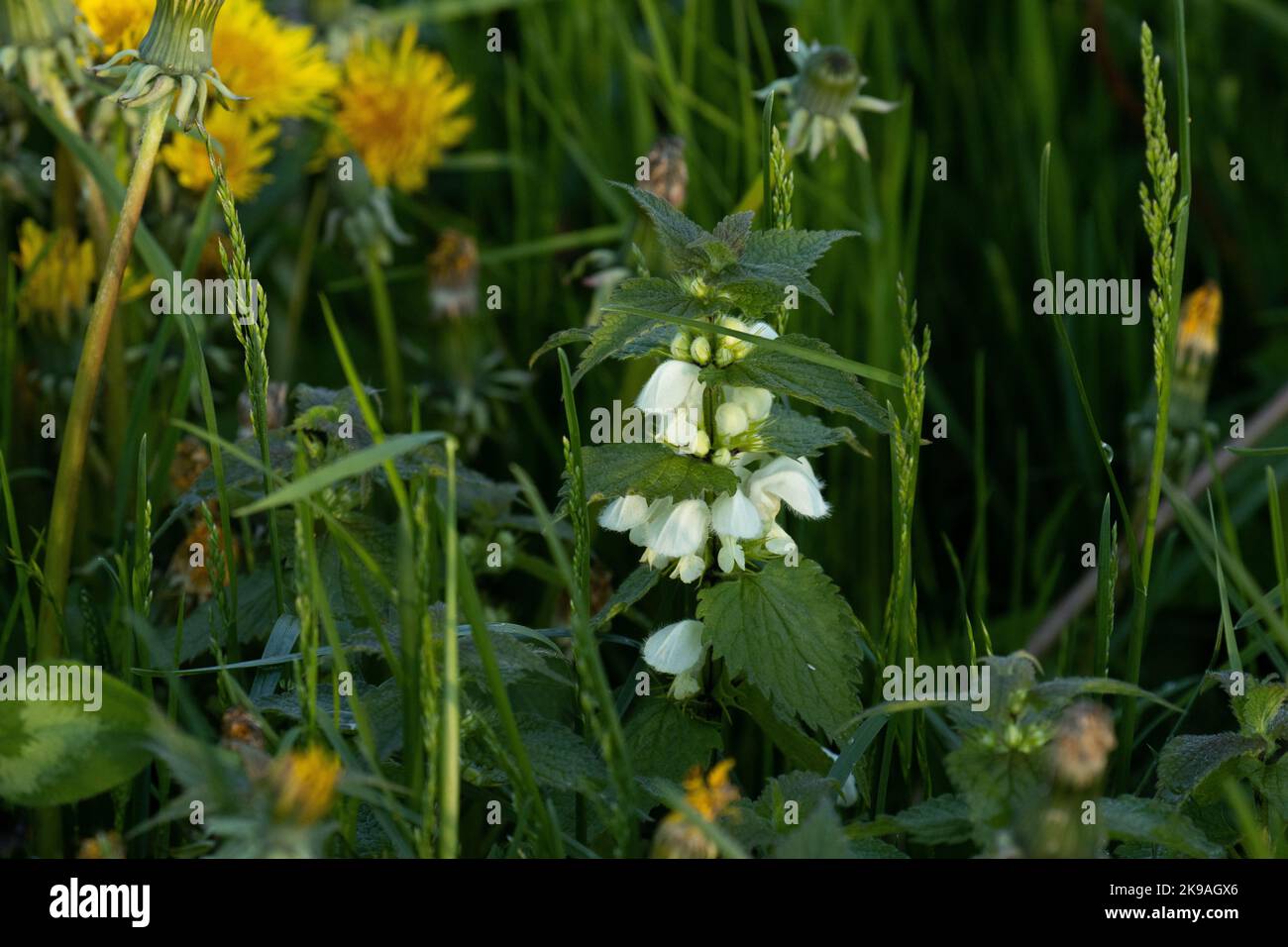 Un album Floraison White nettle, Lamium qui grandit sur une prairie luxuriante le jour du printemps en Estonie, en Europe du Nord Banque D'Images