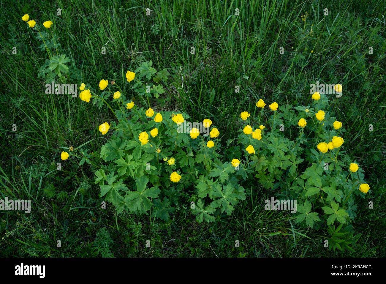 Un groupe de fleurs luxuriantes de Globeflowers, Trollius europaeus qui fleurit dans un pré de fin de printemps en Estonie, en Europe du Nord Banque D'Images