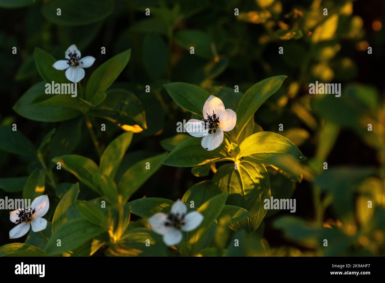 Gros plan sur le dwarf cornel en pleine floraison lors d'un magnifique coucher de soleil en été dans le parc national de Riisitunturi, dans le nord de la Finlande Banque D'Images