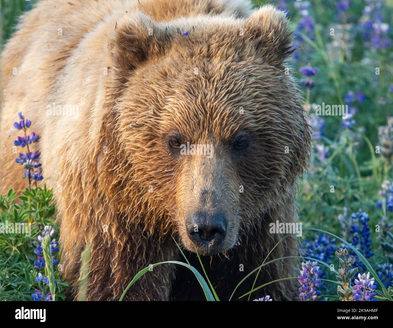 Un bel ours brun en fleurs violettes. Alaska: CES BELLES images montrent un ours brun explorant un champ de fleurs violettes, se prélassant dans le Banque D'Images