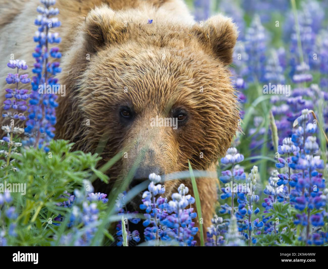 Les fleurs de Lupin sont une nouvelle odeur. Alaska: CES BELLES images montrent un ours brun explorant un champ de fleurs violettes, se prélassant dans le champ. Activé Banque D'Images