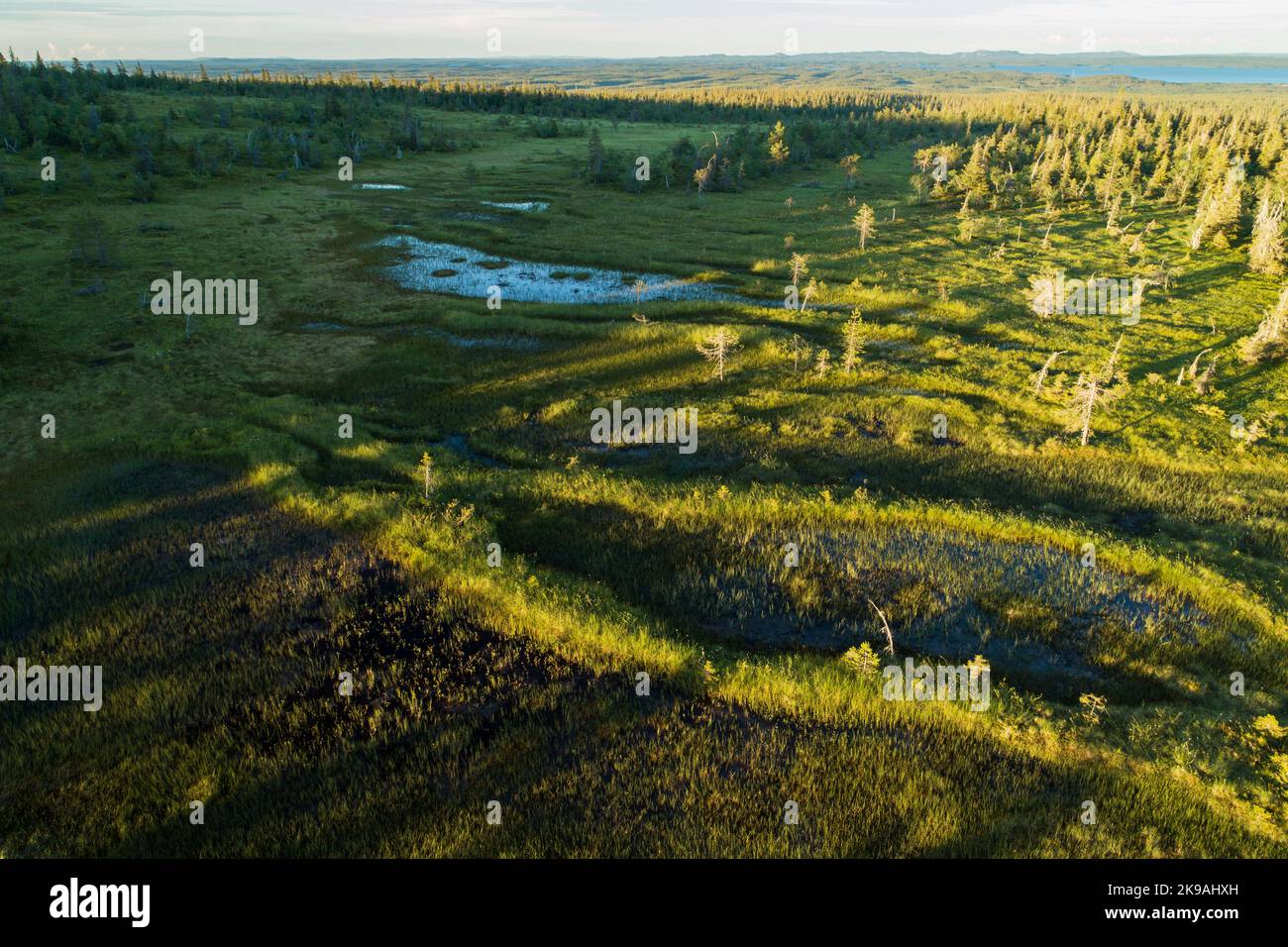 Une antenne de tourbière apa estivale dans le parc national de Riisitunturi, dans le nord de la Finlande Banque D'Images