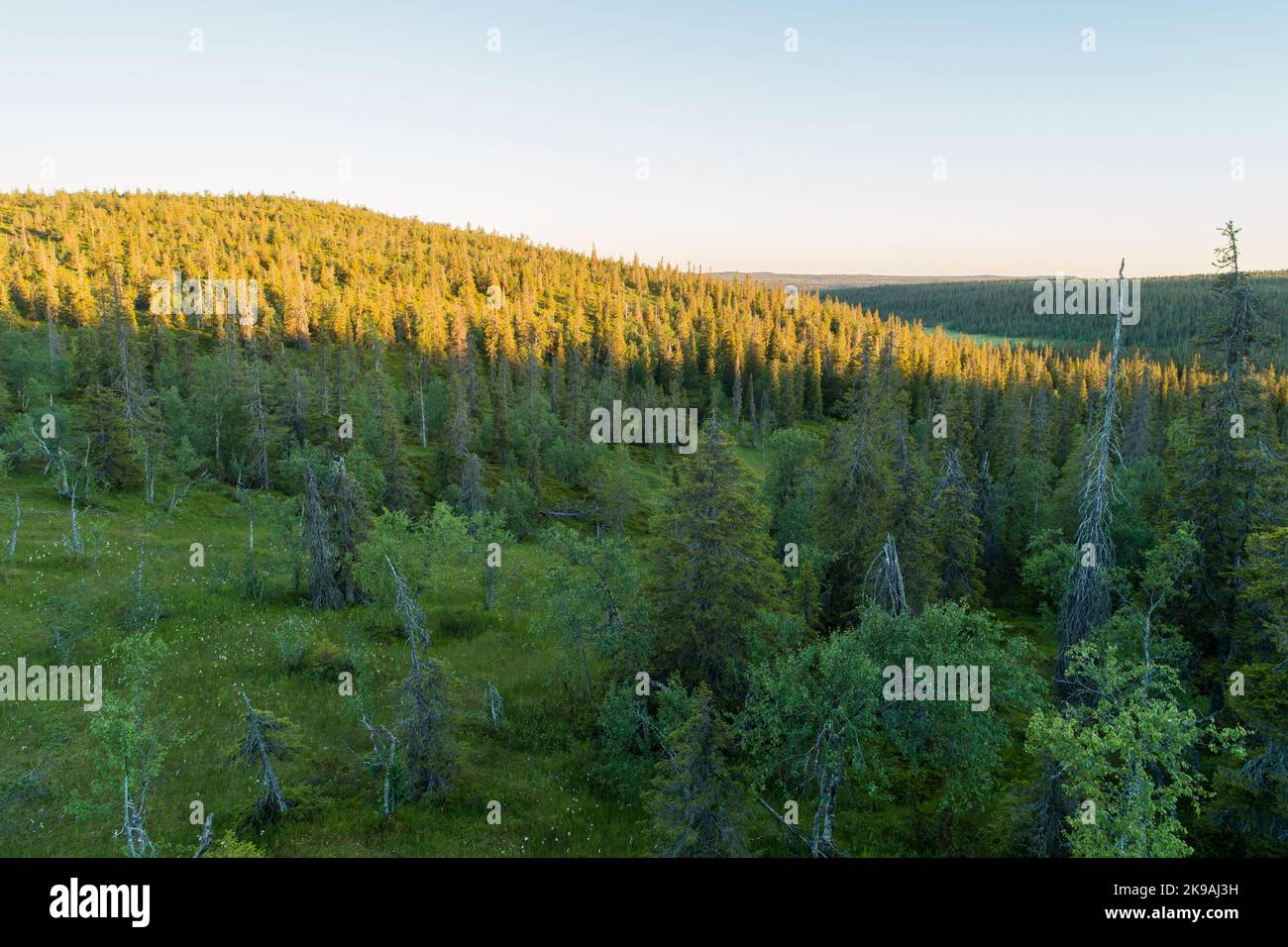 Vue sur les tourbières et les collines couvertes de forêt de taïga pendant un coucher de soleil estival dans le parc national de Riisitunturi, dans le nord de la Finlande Banque D'Images