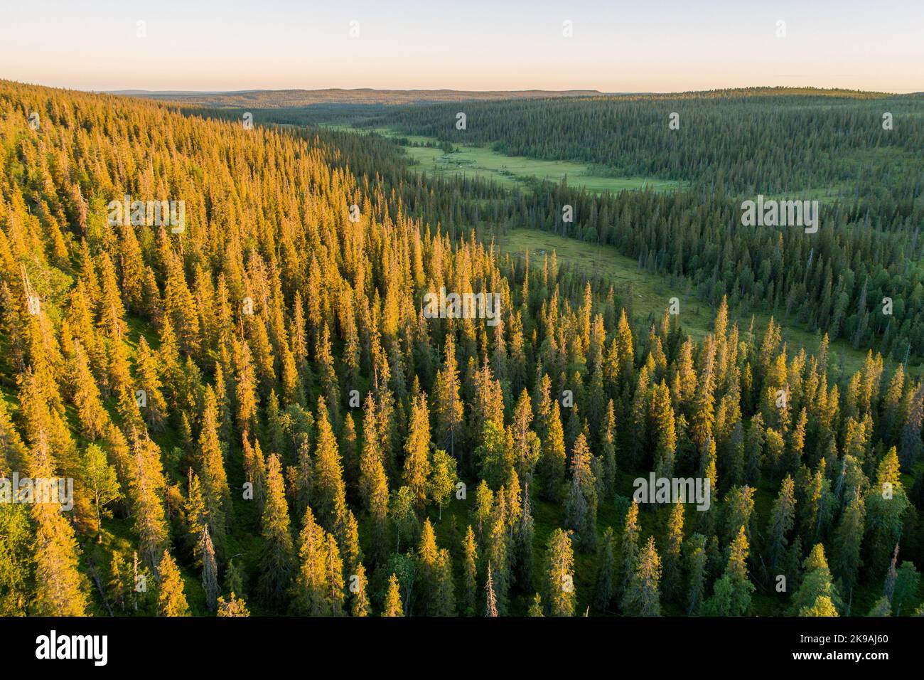 Colline couverte de forêt de taïga pendant un coucher de soleil estival dans le parc national de Riisitunturi, dans le nord de la Finlande Banque D'Images