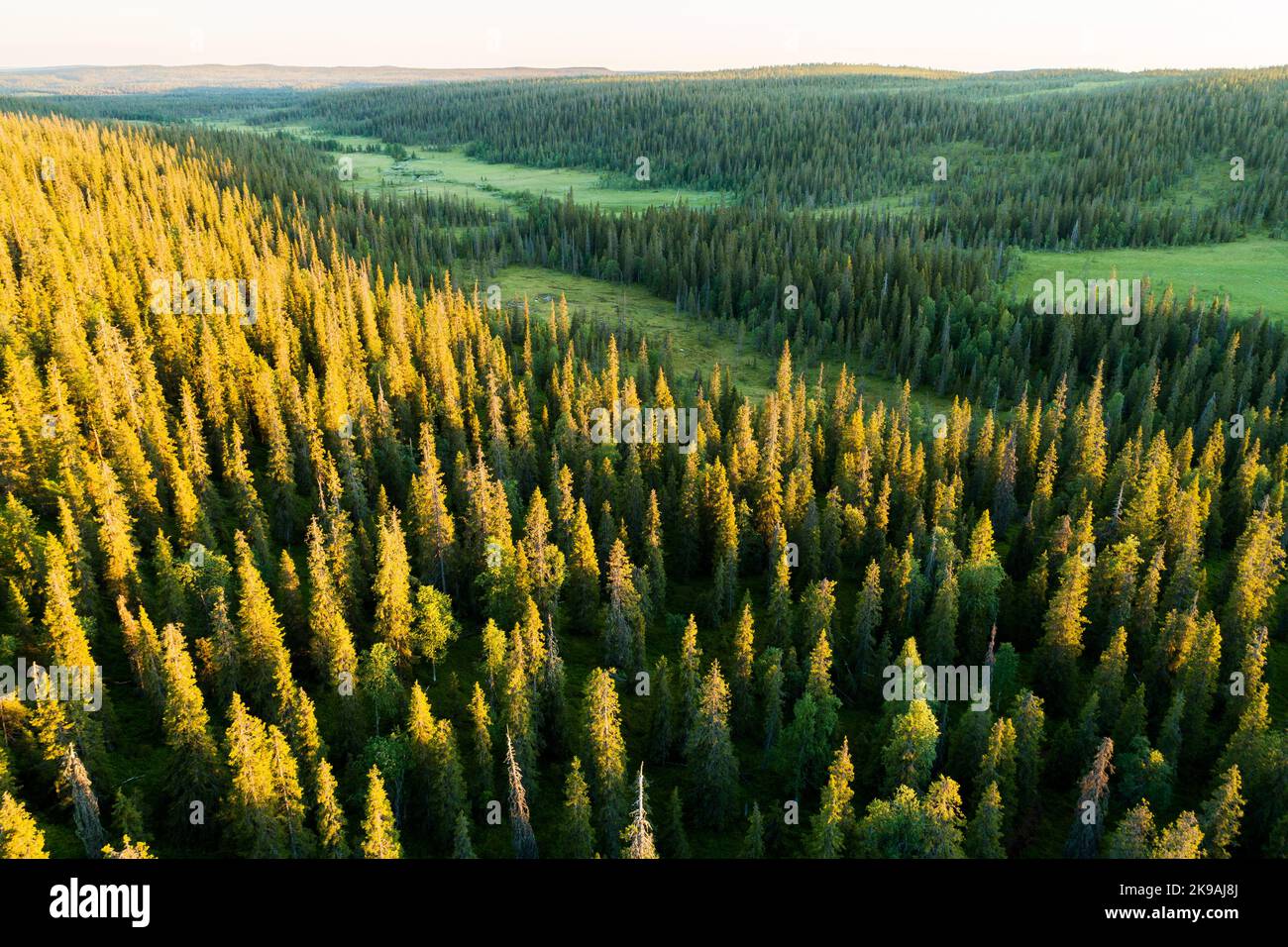 Colline couverte de forêt de taïga pendant un coucher de soleil estival dans le parc national de Riisitunturi, dans le nord de la Finlande Banque D'Images