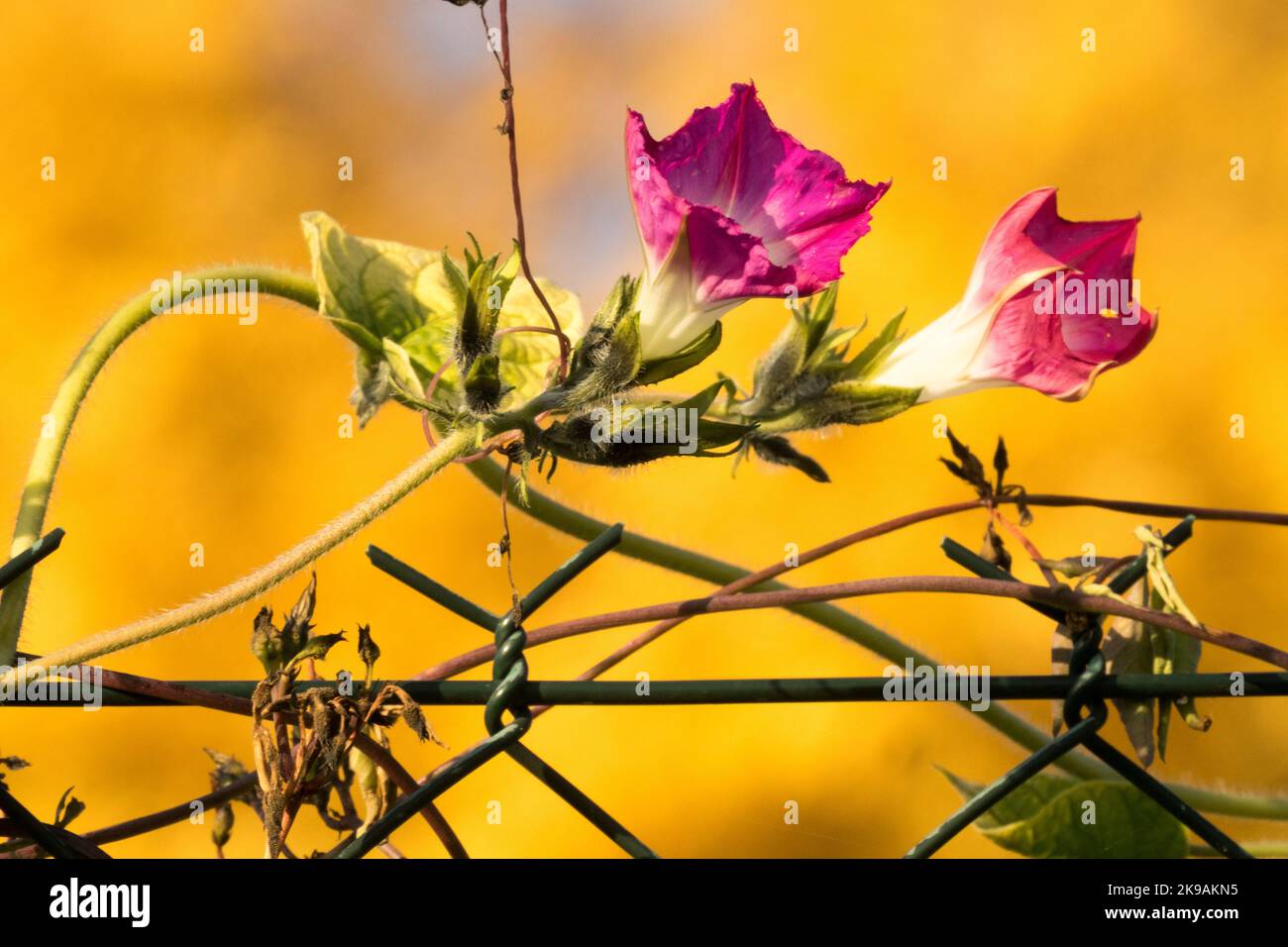 Plante grimpeuse sur fil, Ipomoea purpurea, automne, Ipomoea Flower Morning Glory Flower Banque D'Images
