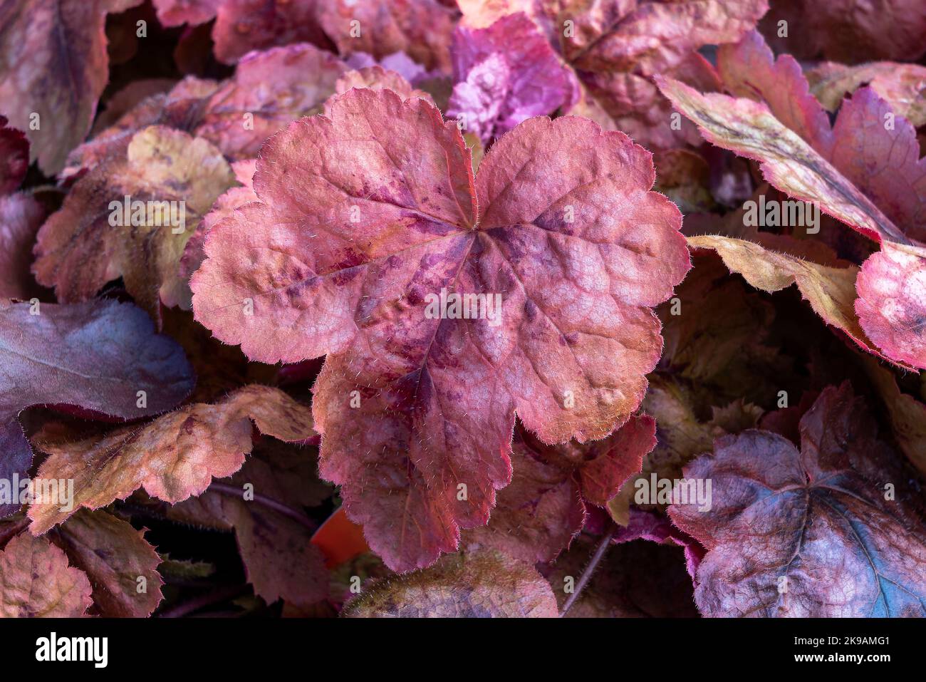Heucherella 'Redstone Falls' plante herbacée à feuillage vivace avec des feuilles brunes et rouges à l'automne, qui est une croix entre heuchera et TI Banque D'Images