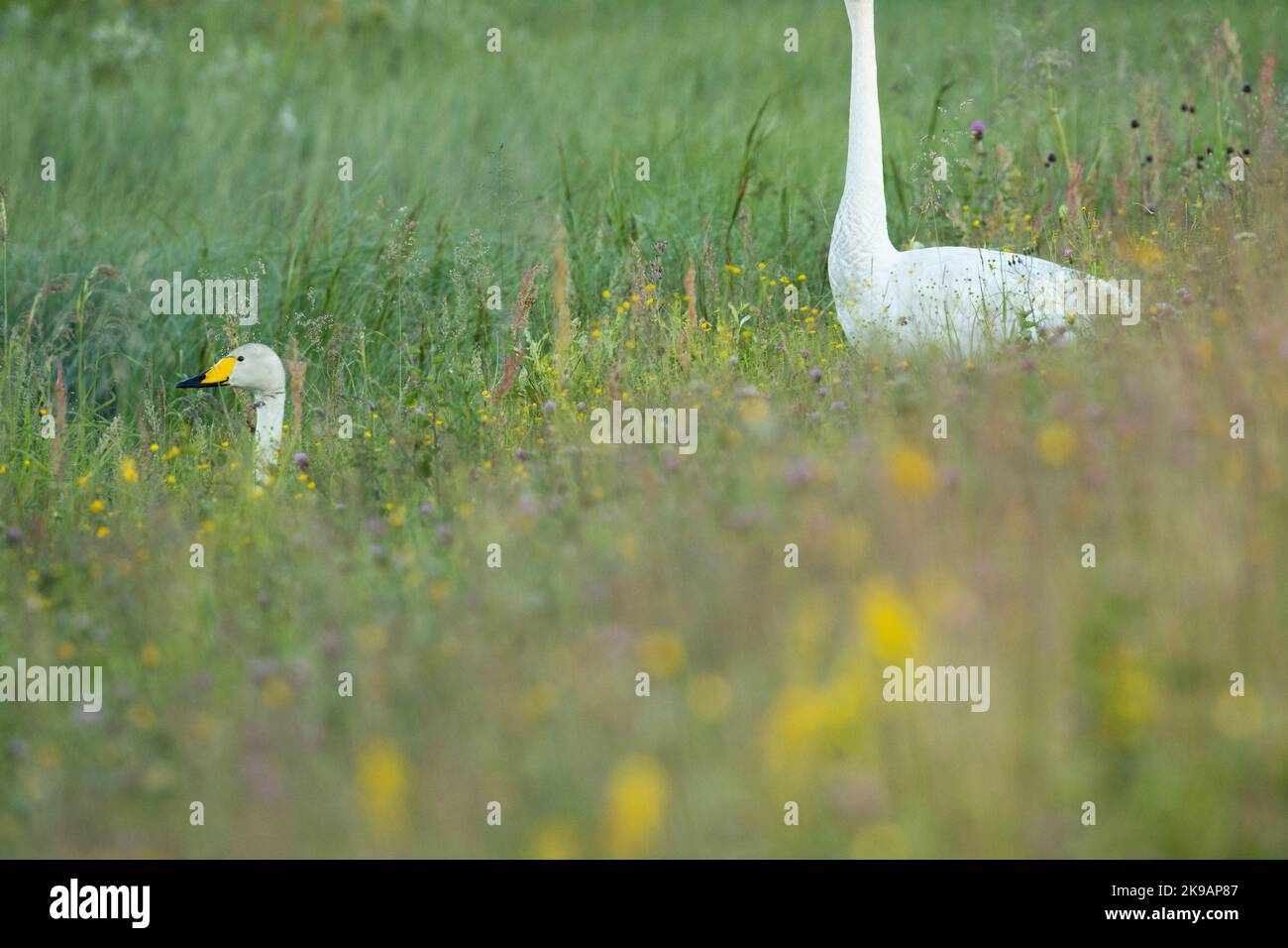 Une photo abstraite de Whooper swans dont l'un n'a pas de tête un autre n'a pas de corps. Tourné en Finlande, en Europe du Nord Banque D'Images