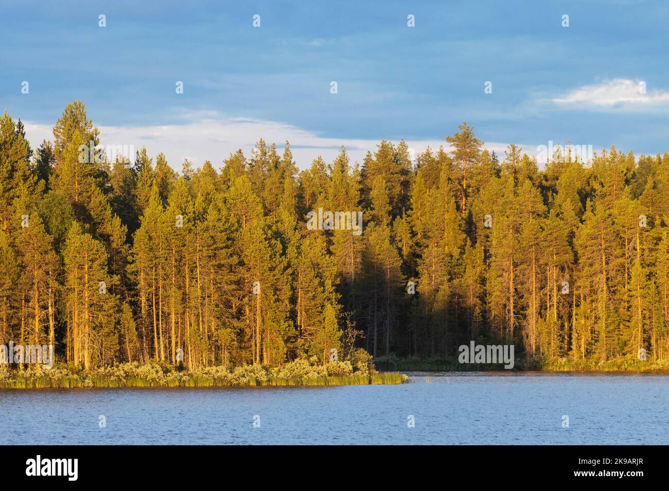 Vue sur une forêt au bord d'un lac pendant un coucher de soleil estival dans le nord de la Finlande Banque D'Images