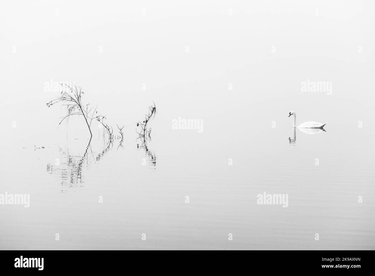 Cygne solitaire muet (Cygnus olor) sur un lac brumeux. Banque D'Images