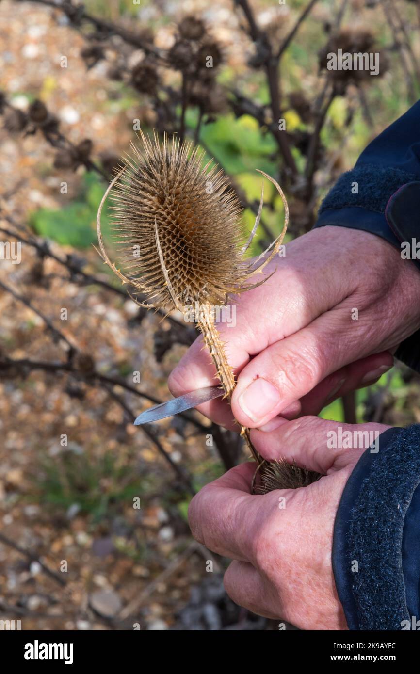 Femme coupant la tête de semence d'une cuillerée à thé commune, Dipsacus fullonum, afin de sauver les graines. Banque D'Images