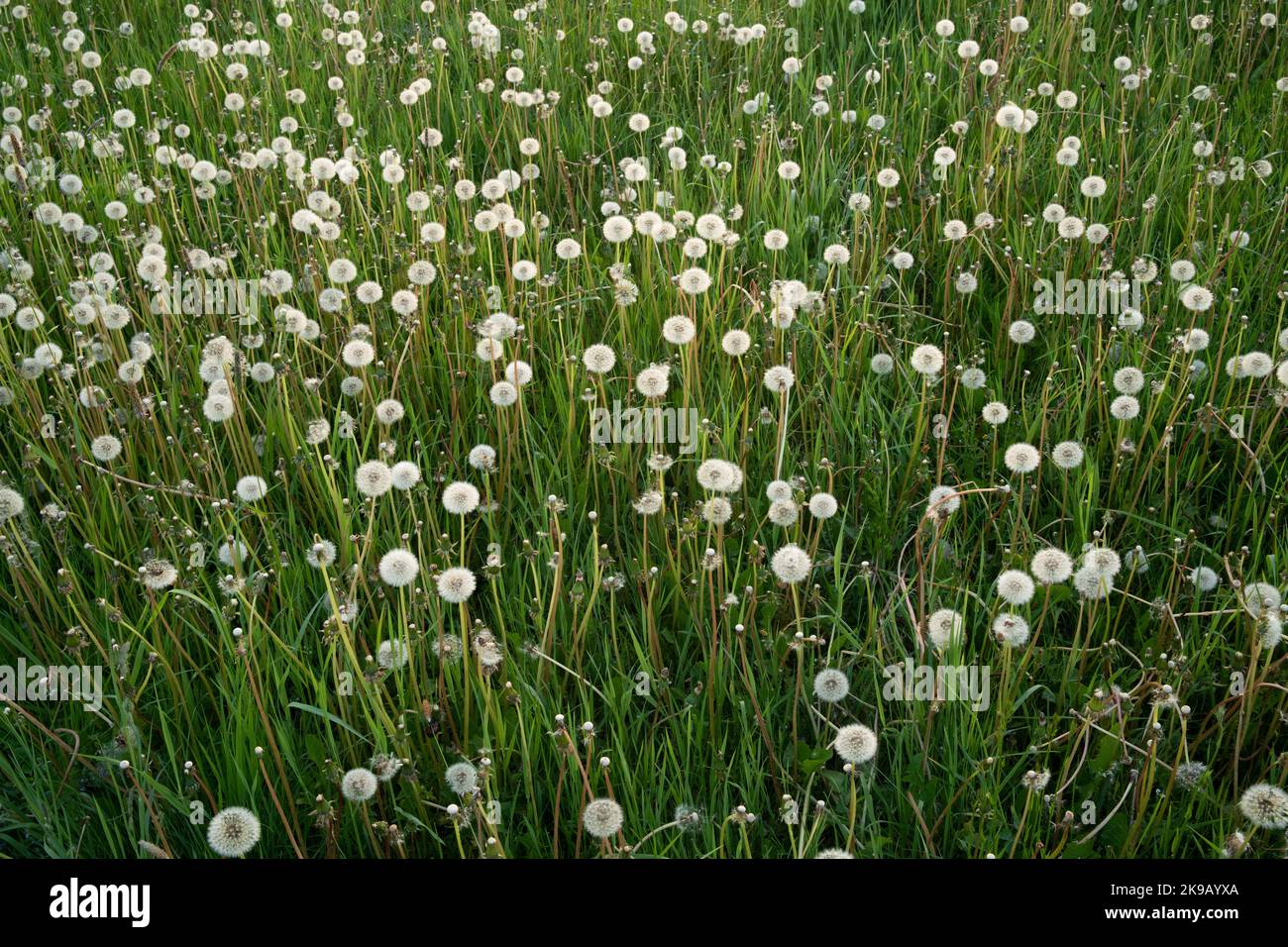 Champ de balles rondes blanches et moelleuses de graines de Dandelion à la fin d'une soirée de printemps en Estonie, en Europe du Nord. Banque D'Images