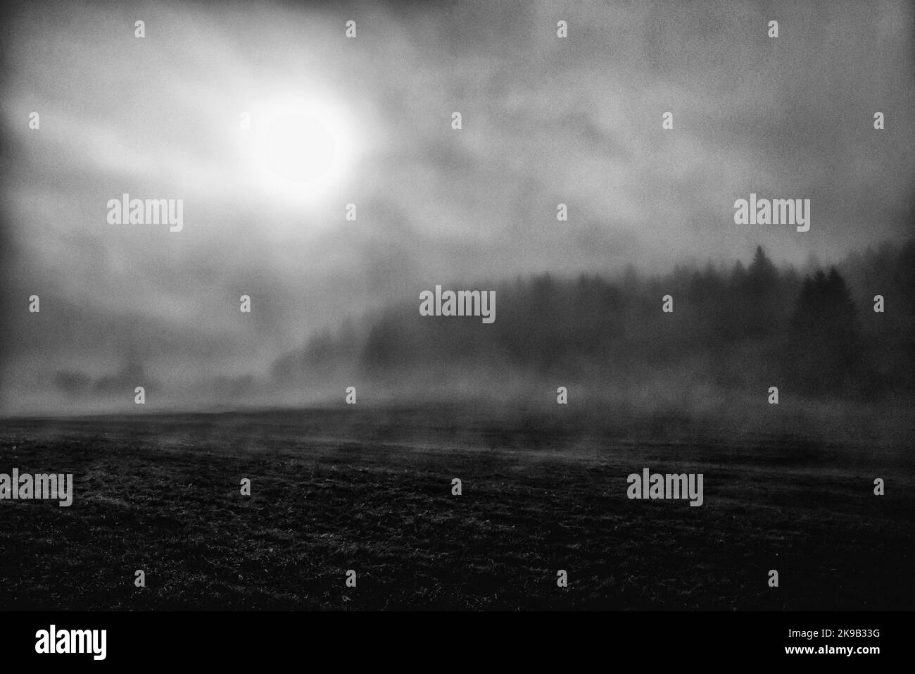 Paysage sombre brumeux avec forêt de sapins. Arbres de conifères brumeux. Banque D'Images