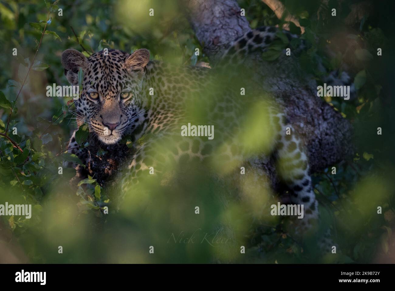 Léopard photographié lors d'un safari en Afrique du Sud Banque D'Images