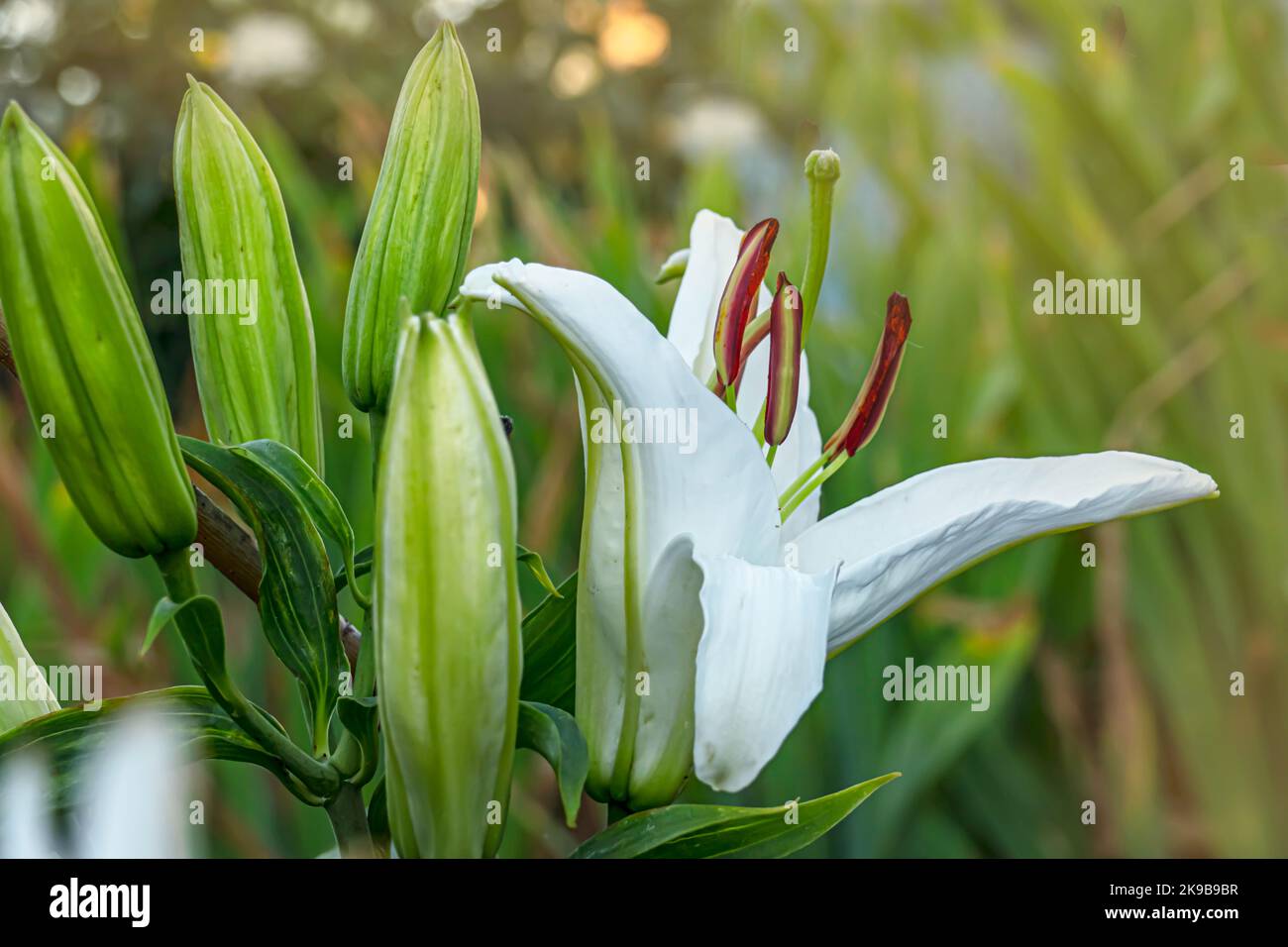 Lys blancs fleuris avec des bourgeons prêts à fleurir Banque D'Images