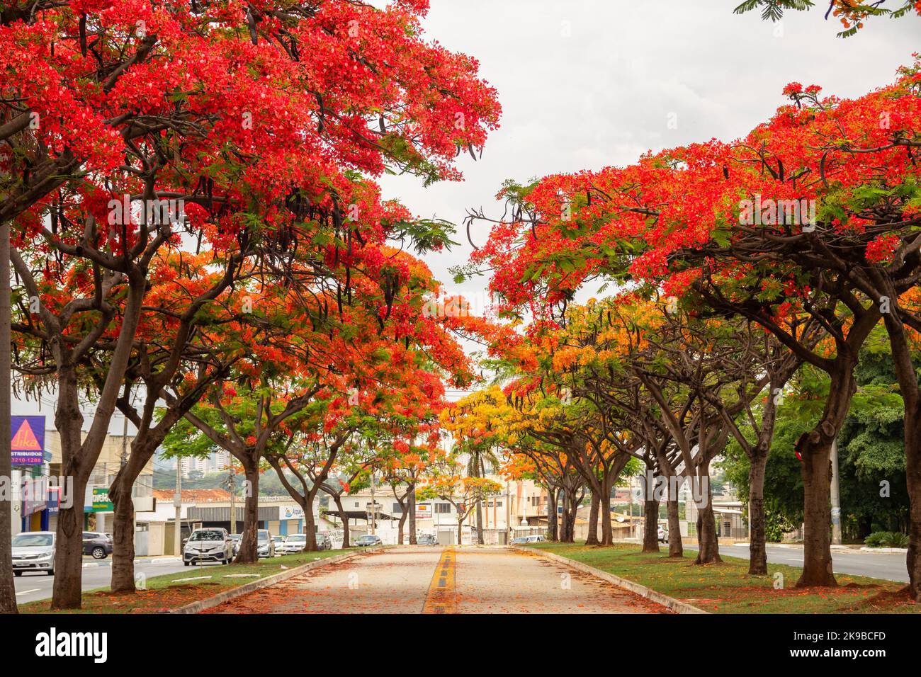 Goias, Brésil – 23 octobre 2022 : l'allée flamante de l'Avenida Goiás Norte, à Goias, à Goiânia, par temps clair. (Regal Delonix) Banque D'Images