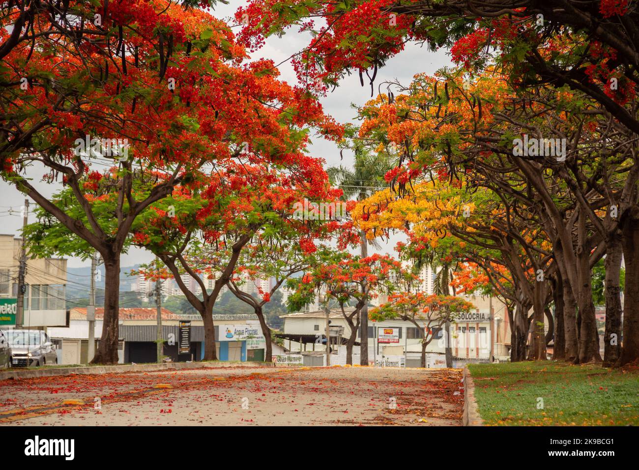 Goias, Brésil – 23 octobre 2022 : l'allée flamante de l'Avenida Goiás Norte, à Goias, à Goiânia, par temps clair. (Regal Delonix) Banque D'Images