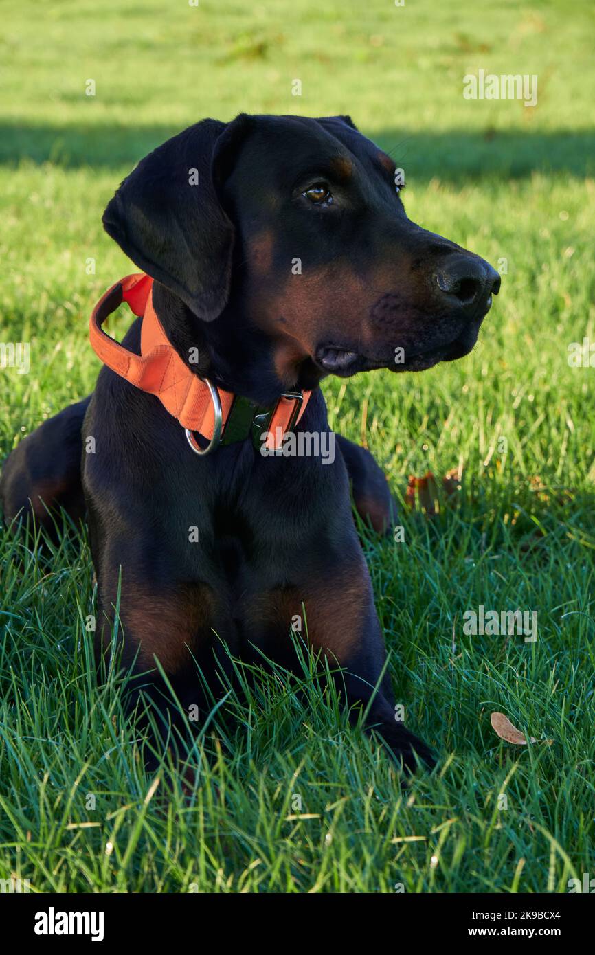 Photographie du chiot Doberman Pinscher chien assis dans l'herbe regardant le propriétaire le jour ensoleillé Banque D'Images