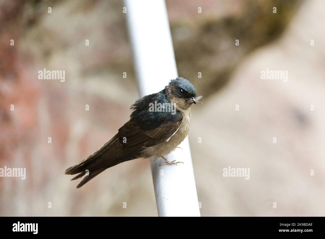 Muiszwaluw rencontré vlieg ; Brown-bellied Swallow avec fly Banque D'Images