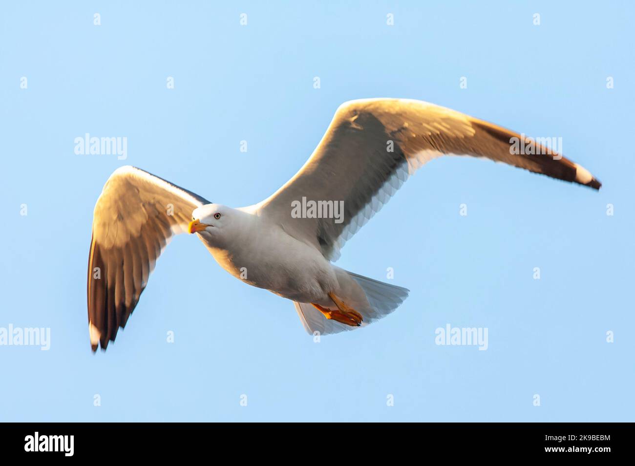 Goéland à dos noir (Larus fuscus) adulte de moindre taille aux pays-Bas. Voler contre un ciel bleu comme arrière-plan. Banque D'Images