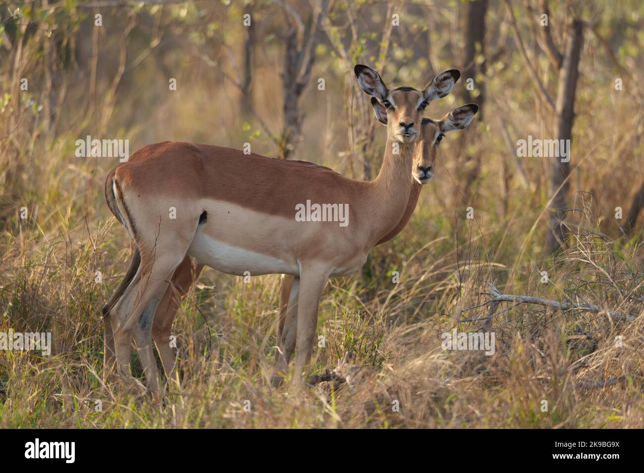 Impala (Aepyceros melampus). Mpumalanga femelle. Afrique du Sud. Banque D'Images