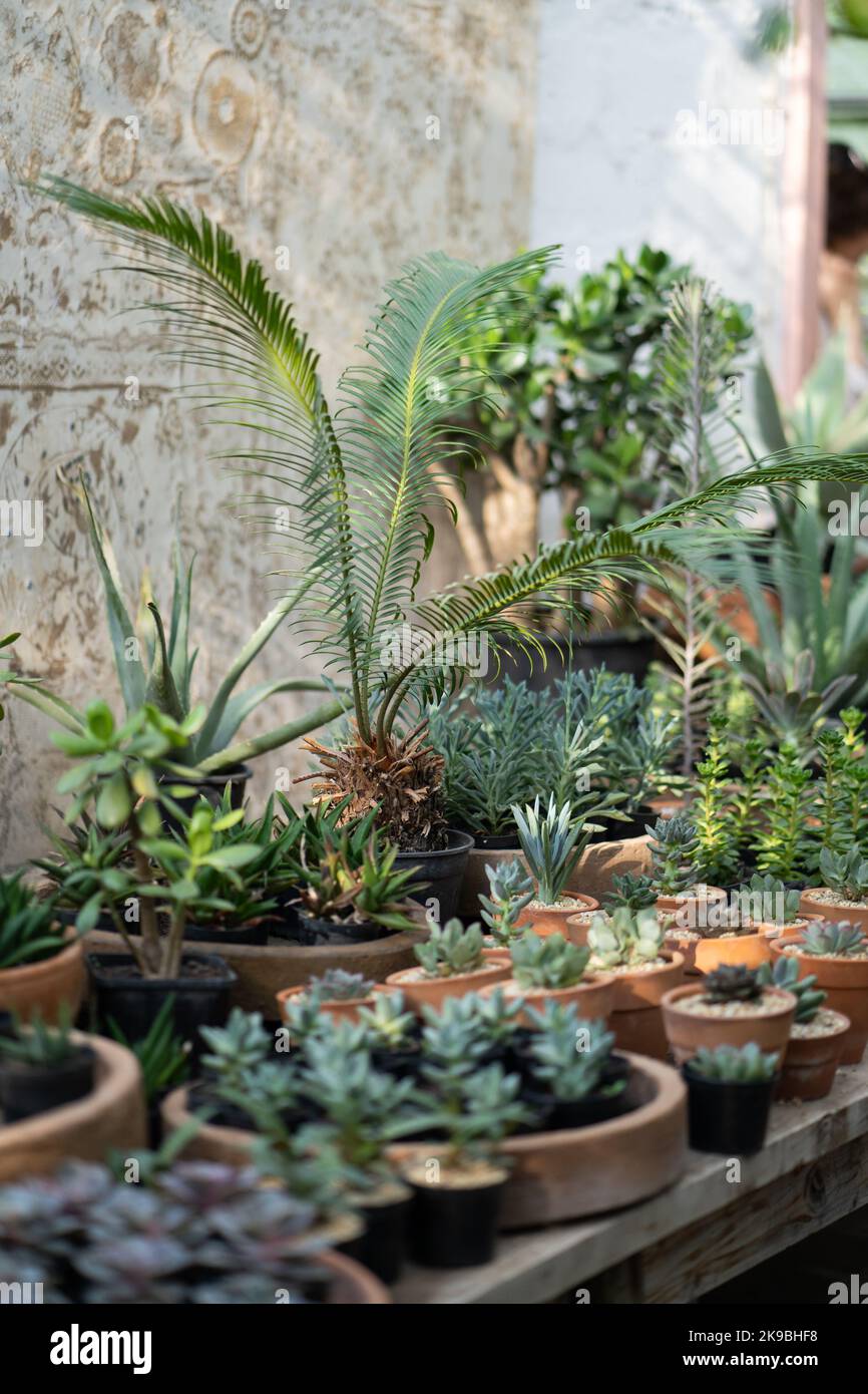 Magasin d'usine confortable avec pots de jardinières sur une vitrine en bois. Maison studio de design floral. Petite entreprise. Banque D'Images