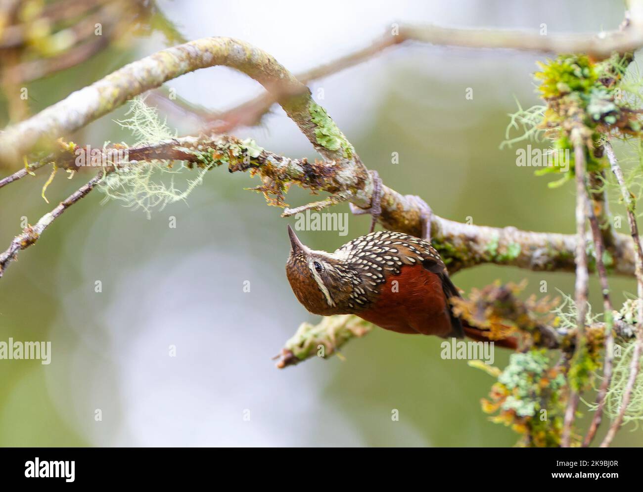 Précurseur perlé (Margarornis squamiger) au Lodge San isidro, versant est des Andes, Equateur. Banque D'Images