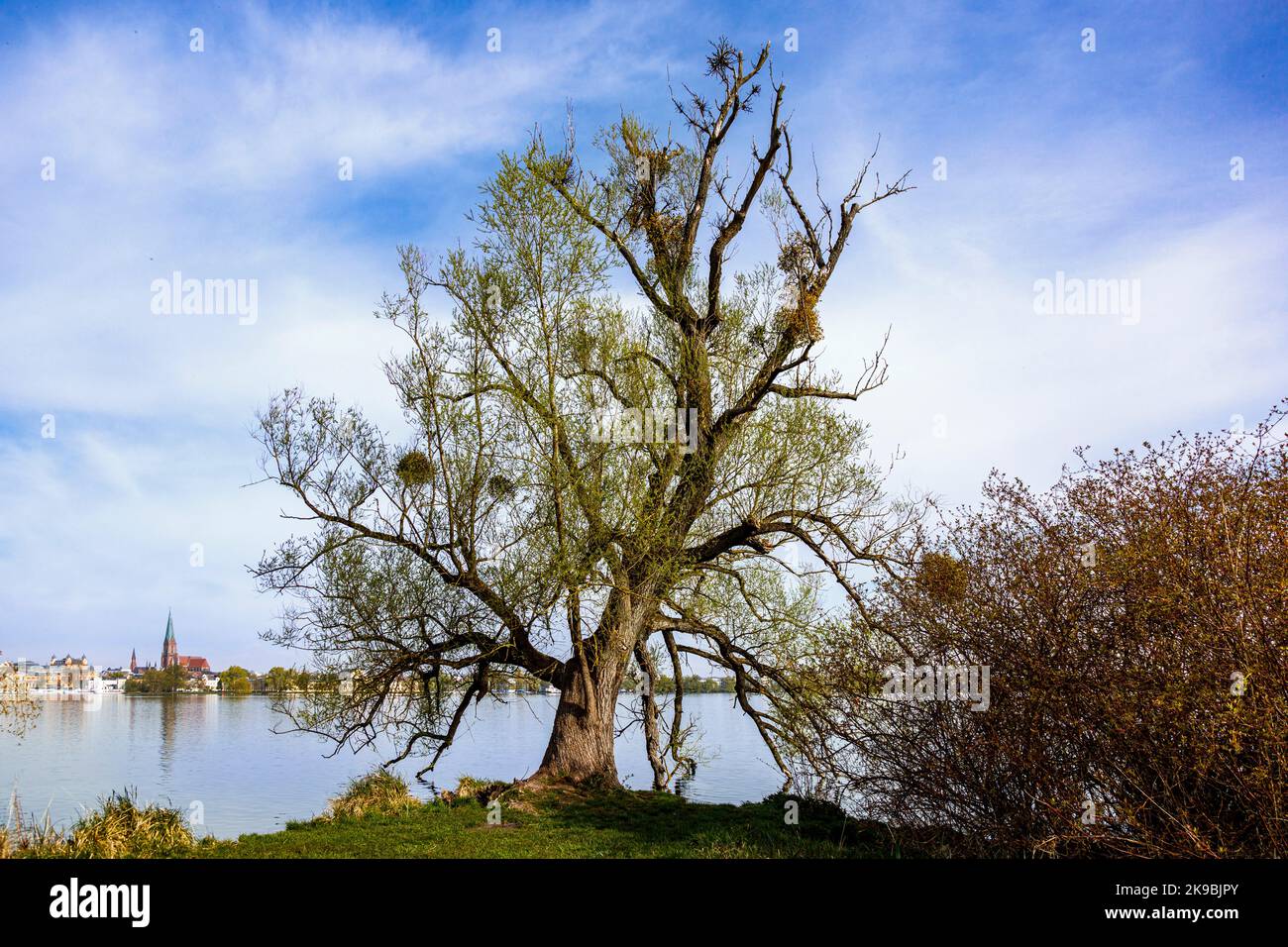 Arbre sur la rive du lac Schwerin avec vue sur la cathédrale de St. Marien et St. Johannes et Marstall Banque D'Images