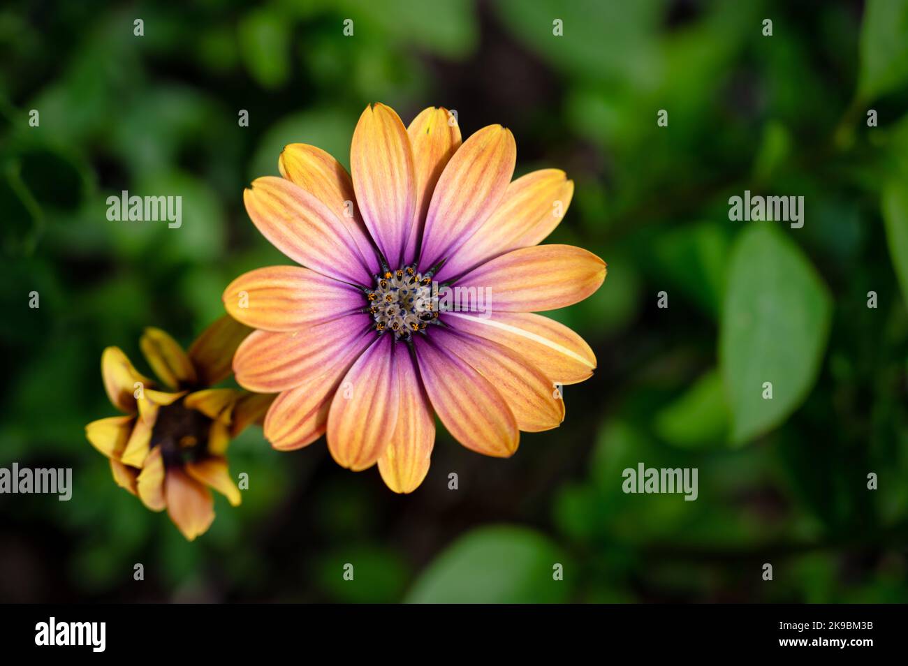 Osteospermum Violet soleil Daisy africaine Banque D'Images