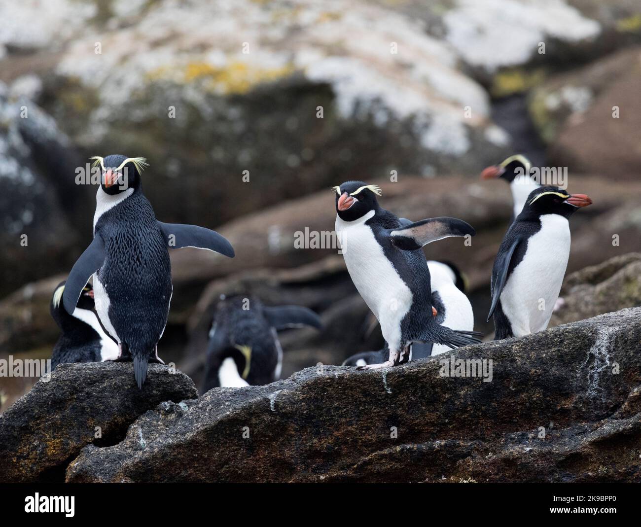 Snares Eudyptes robustus (Penguin) sur les pièges, un groupe de l'île subantarctique au sud de la Nouvelle Zélande Banque D'Images