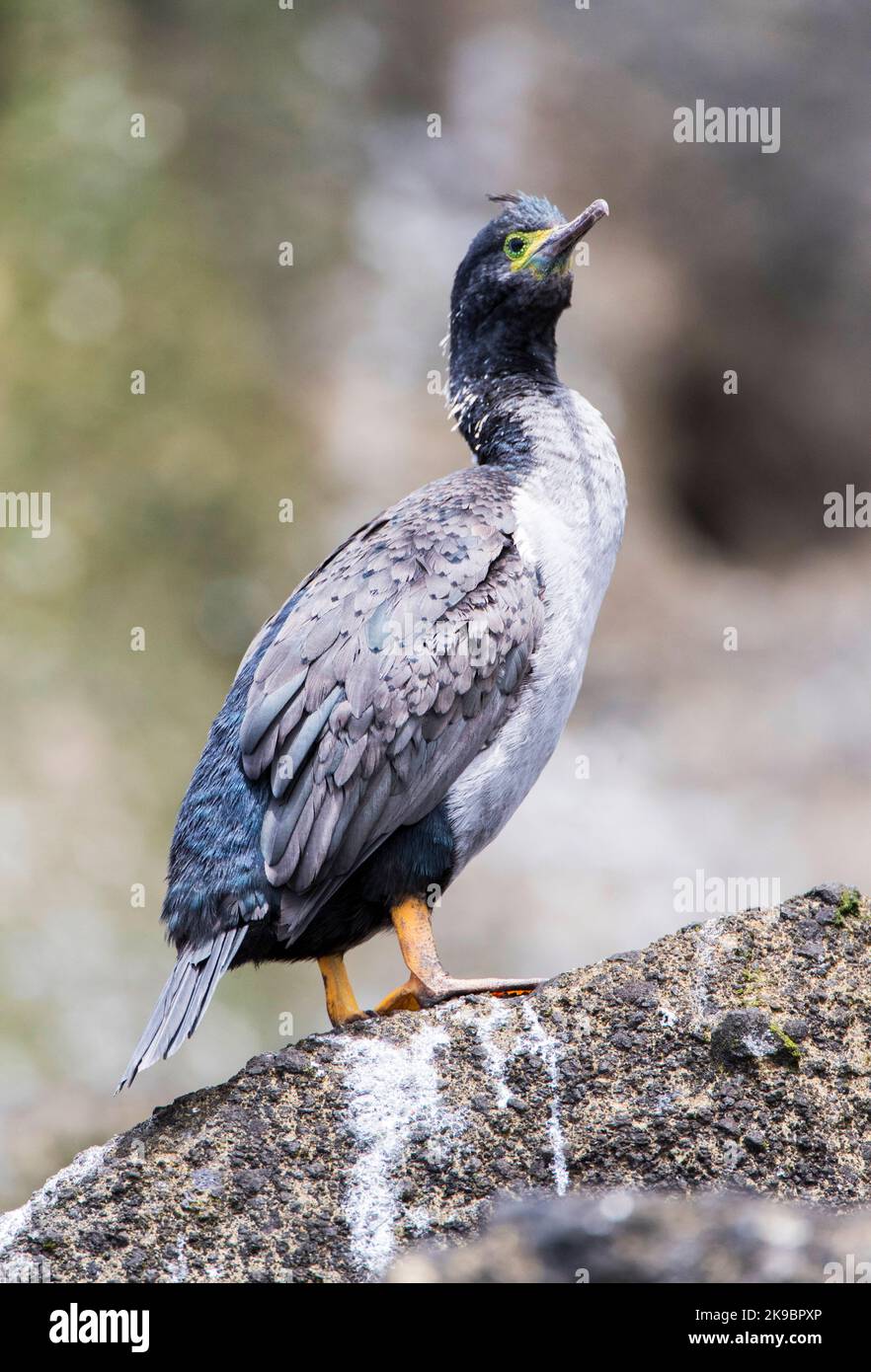 Pitt en voie de disparition (Shag Phalacrocorax featherstoni) sur les îles Chatham, en Nouvelle-Zélande. Jamais une espèce commune, il a été signalé comme disparu dans 19 Banque D'Images