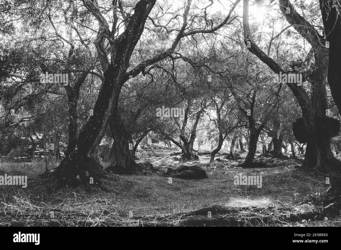 Corfou, Grèce. Une forêt d'arbres qui ressemble à une jungle abandonnée avec des arbres morts à travers laquelle brille l'été Banque D'Images